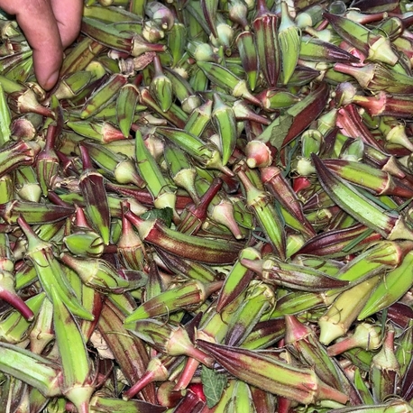 5 kg kınalı bamya (kargo ücretsiz )