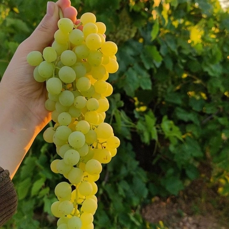 Sultaniye üzüm 1 kilo