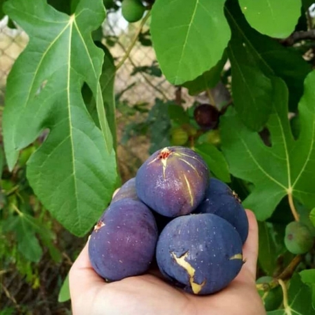 Bursa siyahı taze incir 4 kg
