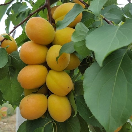 kayısı (1kg)