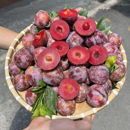 kırmızı kan erik(1kg)