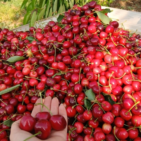Salihli kirazı 5 kilo (kargo bedava)