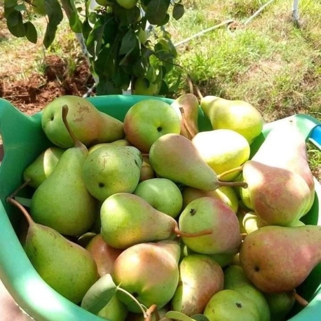 limon armut(1kg)