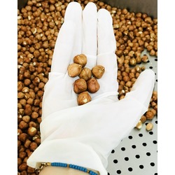 Çiğ Fındık İçi (500 Gr)