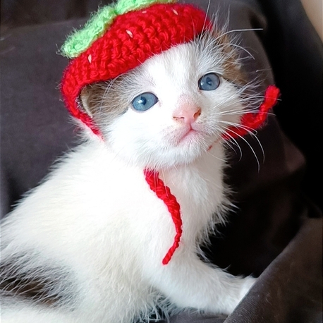 örgü çilekli kedi şapkası