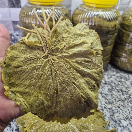 TARSUS ÜZÜM YAPRAĞI 