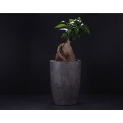 Nordic Bonsai Saksı | Minimalist ve Zamansız Tasarım