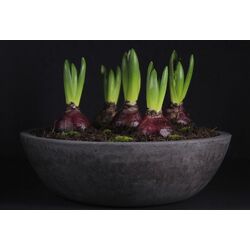 Horizon Bowl – Fonksiyonel Dekoratif Saksı
