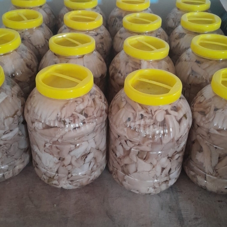 istiridye mantar 3 kg
