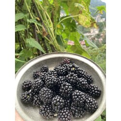 Böğürtlen Reçeli 330 GR (EV YAPIMI)