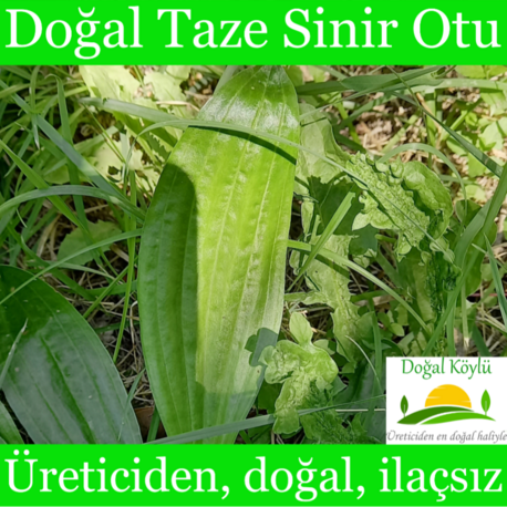 Doğal Taze Sinir Otu (Uzun Yapraklı) - Üreticiden, Doğal, İlaçsız