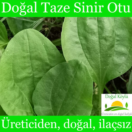 Doğal Taze Sinir Otu (Yuvarlak Yapraklı) - Üreticiden, Doğal, İlaçsız