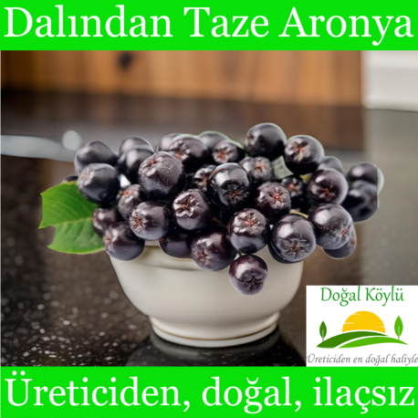 Dalından Taze Aronya Meyvesi - Aronia - Üreticiden, Doğal, İlaçsız