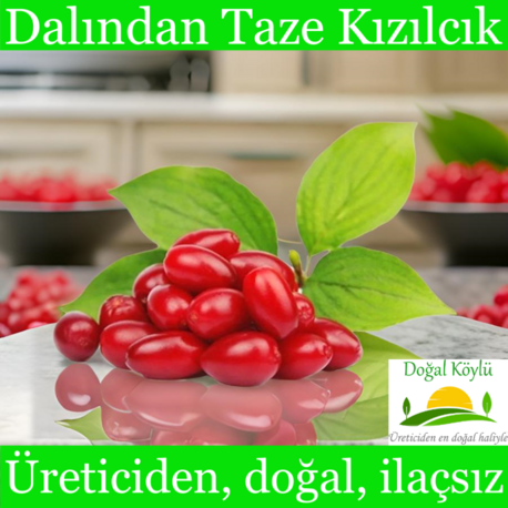 Dalından Taze Kızılcık Meyvesi - Üreticiden, Doğal, İlaçsız