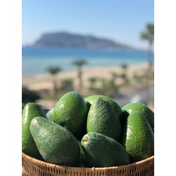 4'LÜ  Avokado Kutusu