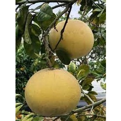 Pomelo (Şadok) Adet (Yerli)