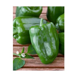 ACI DOLMALIK BİBER 1 KG