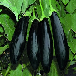 PATLICAN 1 KG