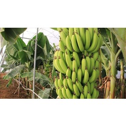 YERLİ ANAMUR MUZU 1 KG