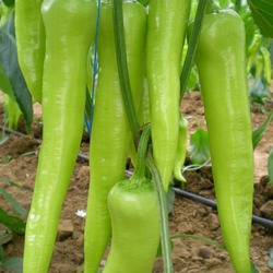 ÇARLİSTON BİBER 1 KG