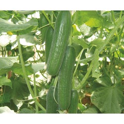 SALATALIK 1 KG