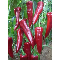KIRMIZI KAPYA BİBER 1 KG
