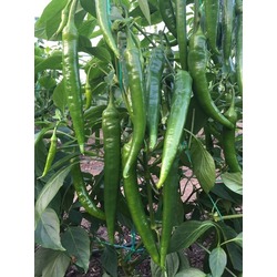 BİBER SİVRİ 1 KG