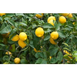 LAMAS LİMONU 1 KG 