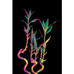 Leaves I