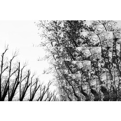 Perspective I