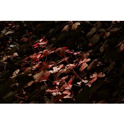 Leaves II