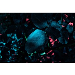 Leaves X