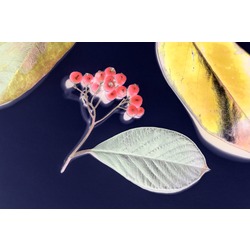 Leaves VI