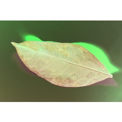 Leaves VII