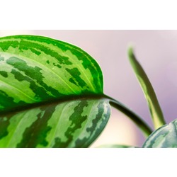 Leaves IX