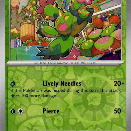 Maractus