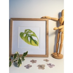 Monstera (Devetabanı) Çizimi