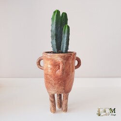 Myrtillocactus Geometrizans 