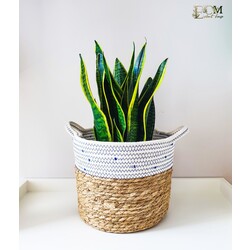 Sanseveria Laurentii