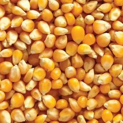 Doğal Patlak Mısırı 1 Kg
