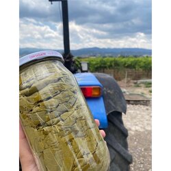 1kg.luk kavanoz taze yaprak