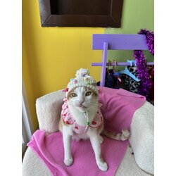 PatiBere