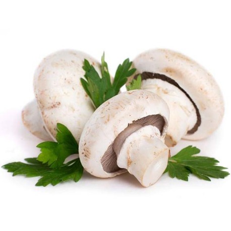 Kültür Mantarı