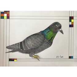 Güvercin / Pigeon