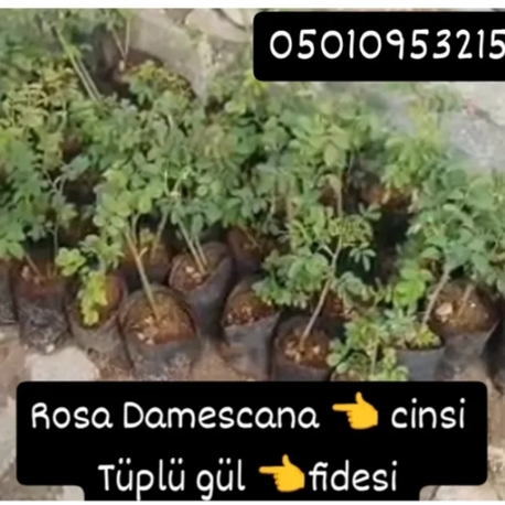 rose Damescana cinsi tüplü tek adet fide