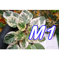 M1 1 NUMARA YAPRAK