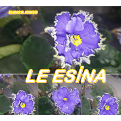 LE ESİNA YAPRAK