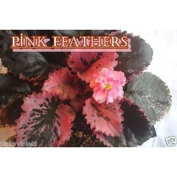 PİNK FEATHERS YAPRAK