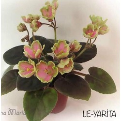 LE YARİTA YAPRAK