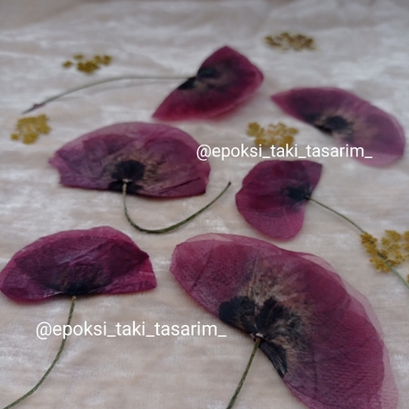 Gelincik Çiçeği (Kurutulmuş Çiçek)